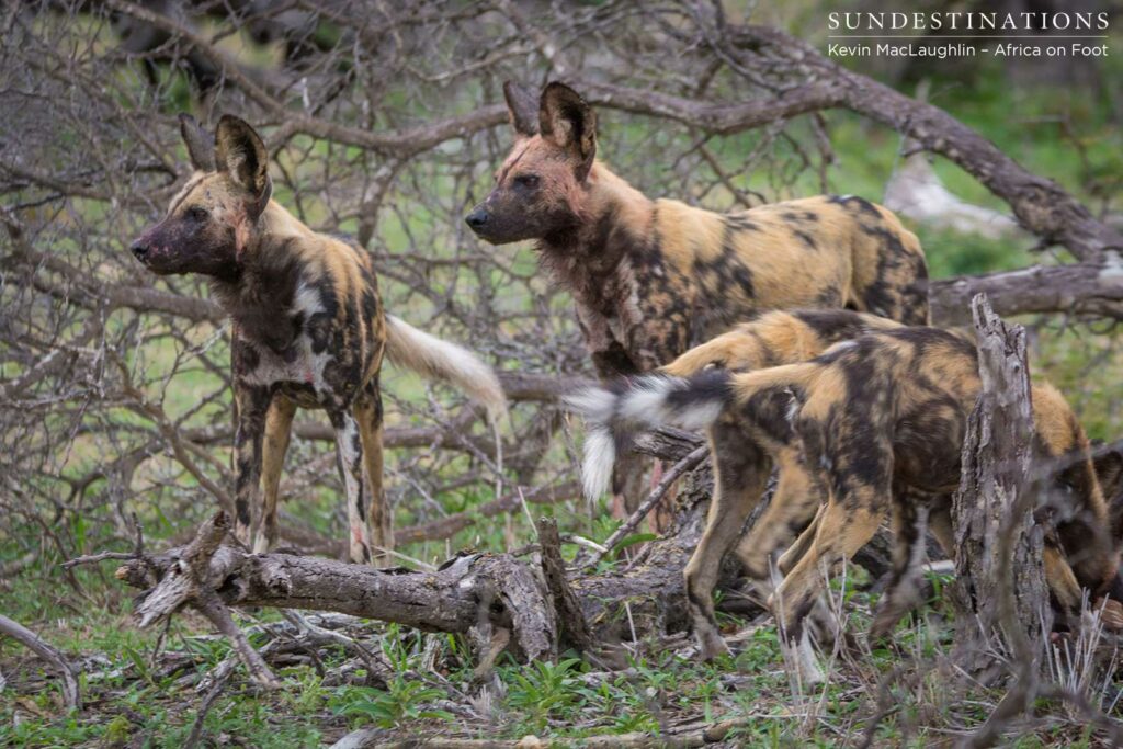 Wild dogs making a kill in front of nThambo Tree Camp Wild dogs making a kill in front of nThambo Tree Camp