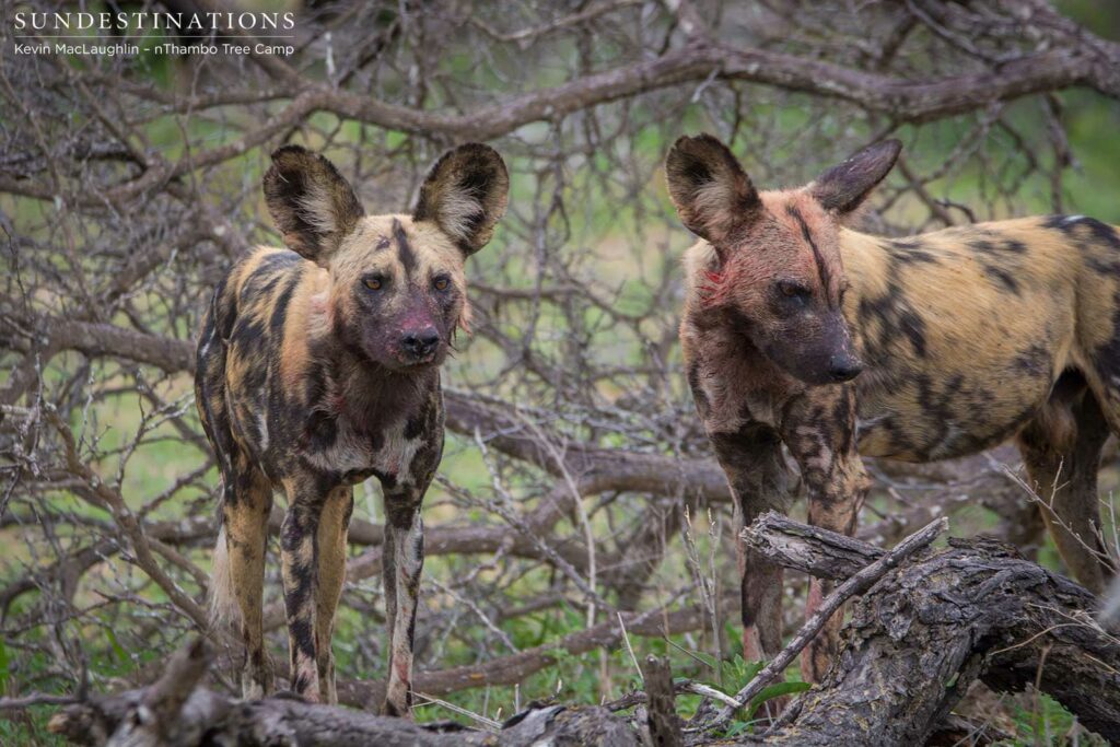 Wild dogs making a kill in front of nThambo Tree Camp Wild dogs making a kill in front of nThambo Tree Camp