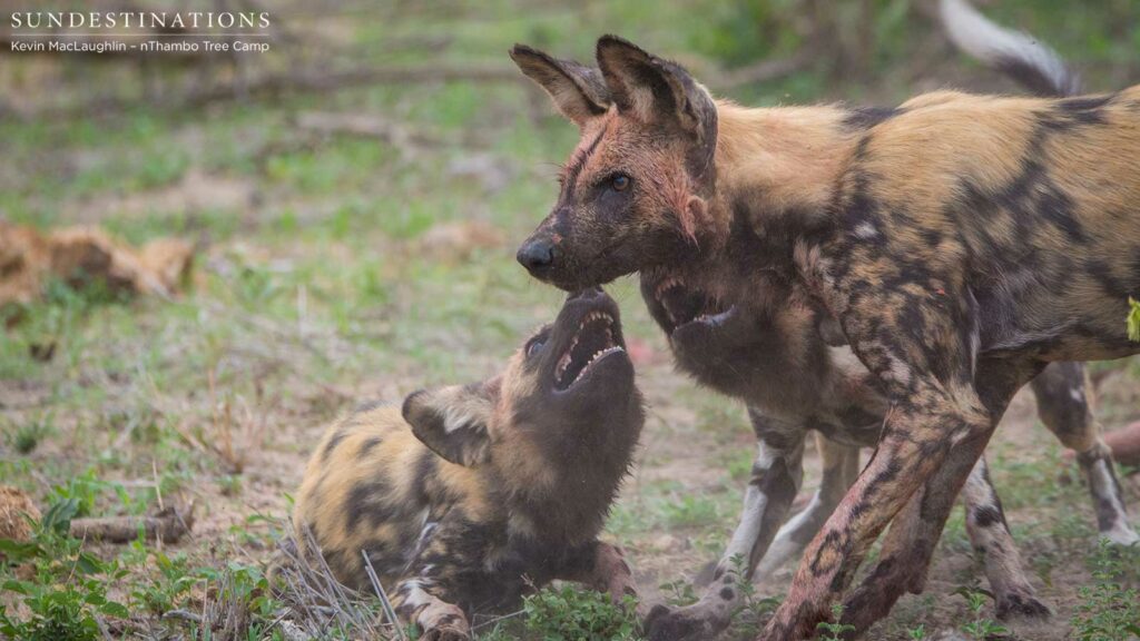 Wild dogs making a kill in front of nThambo Tree Camp Wild dogs making a kill in front of nThambo Tree Camp