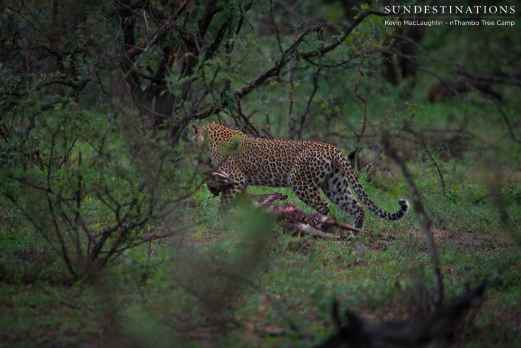 Ross Dam female leopard Ross Dam female leopard
