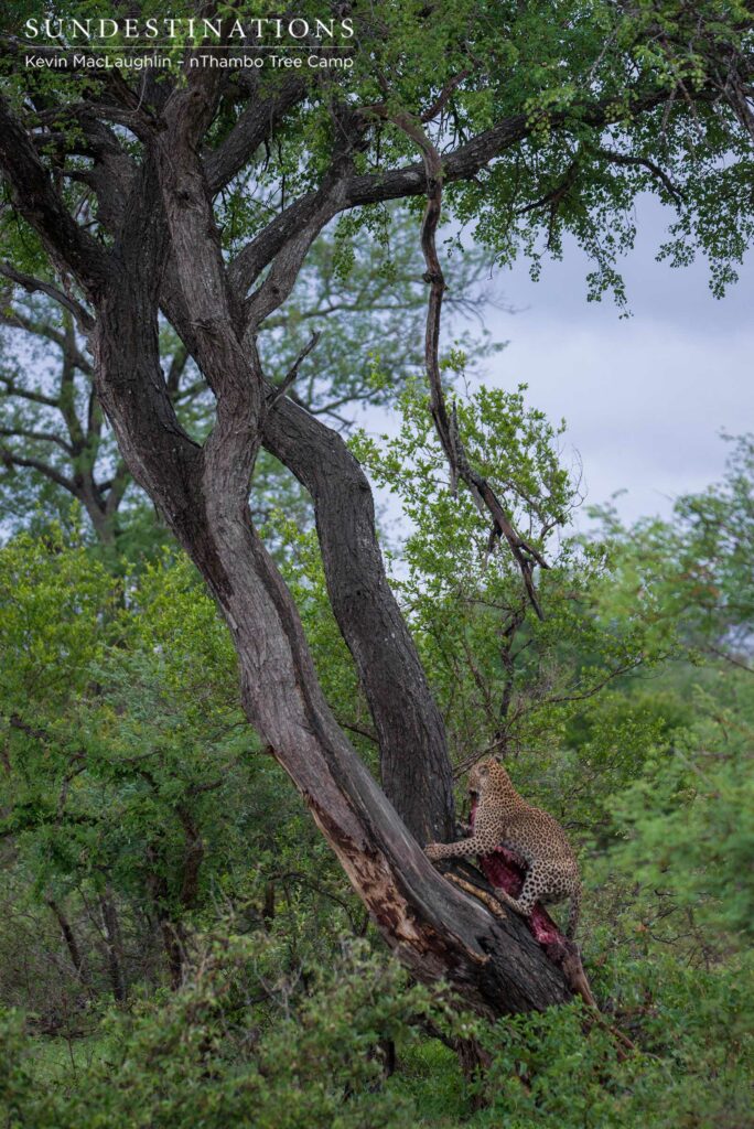 Ross Dam female leopard Ross Dam female leopard