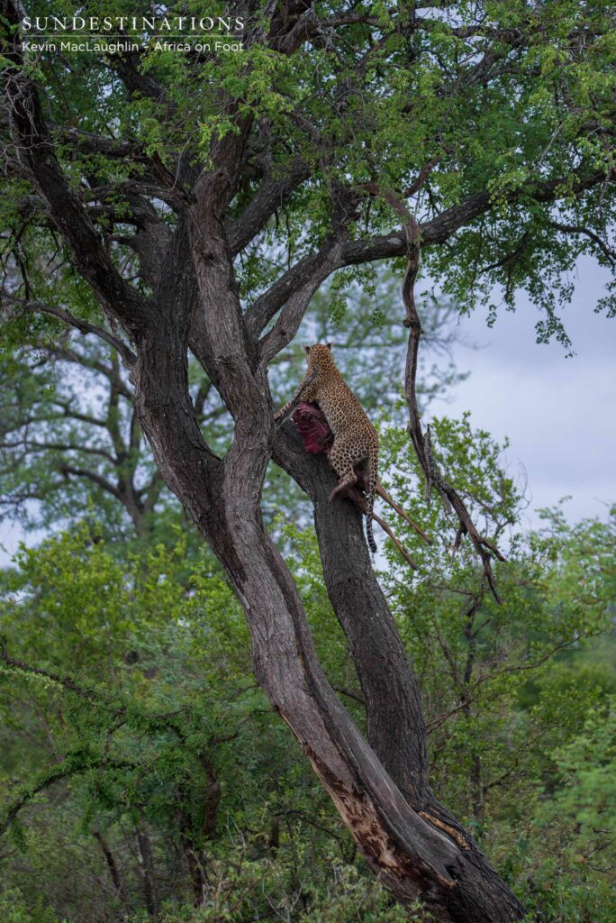 Ross Dam female leopard Ross Dam female leopard