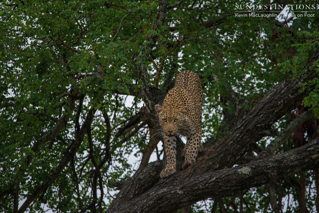 Ross Dam female leopard Ross Dam female leopard