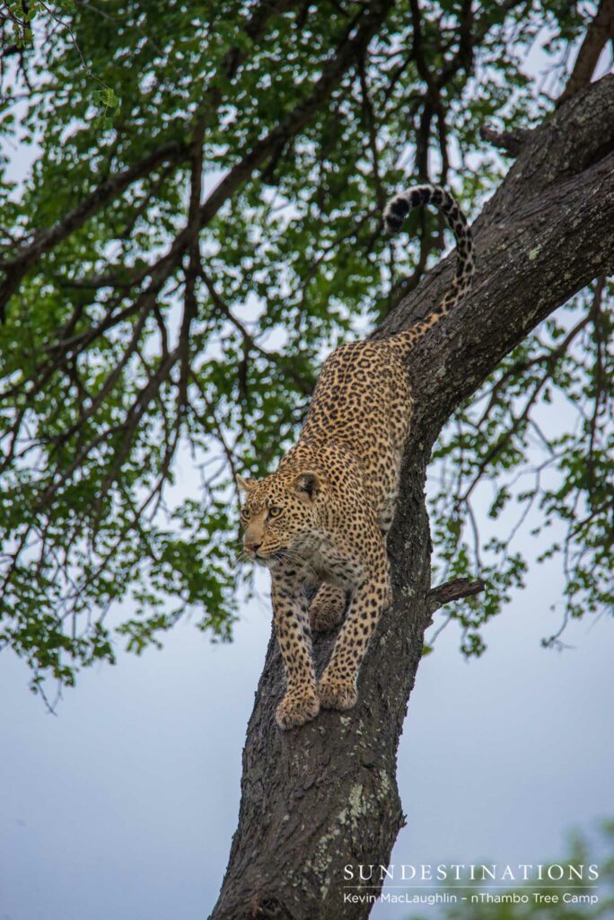 Ross Dam female leopard Ross Dam female leopard