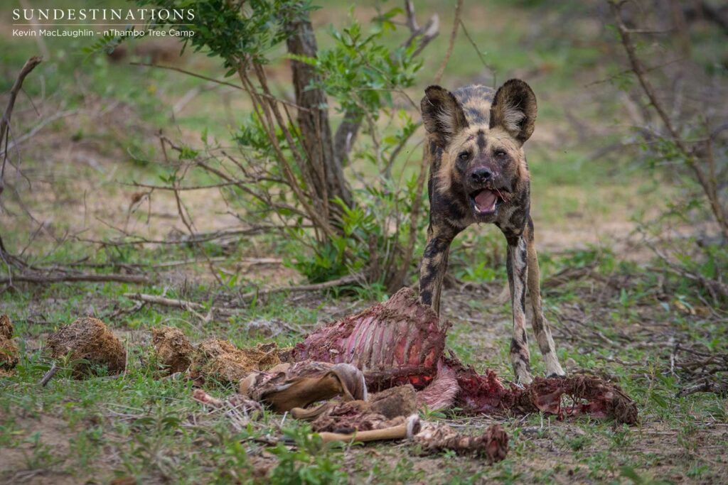 Wild dogs making a kill in front of nThambo Tree Camp Wild dogs making a kill in front of nThambo Tree Camp