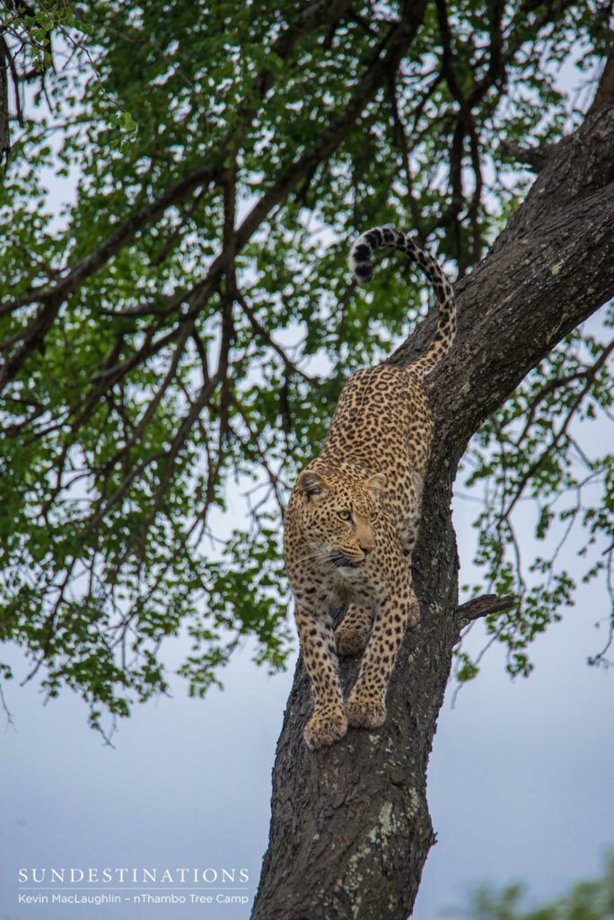 Ross Dam female leopard Ross Dam female leopard