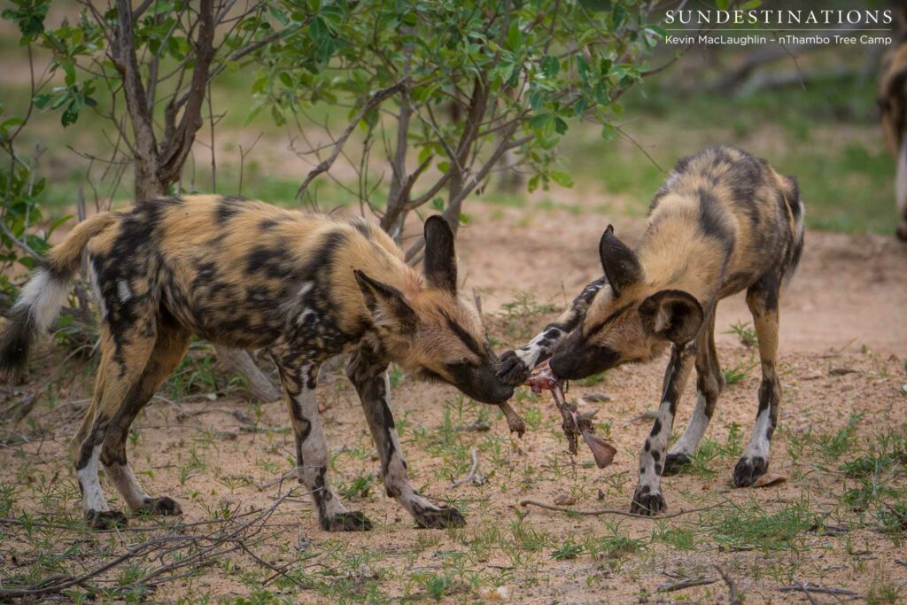 Wild dogs making a kill in front of nThambo Tree Camp Wild dogs making a kill in front of nThambo Tree Camp