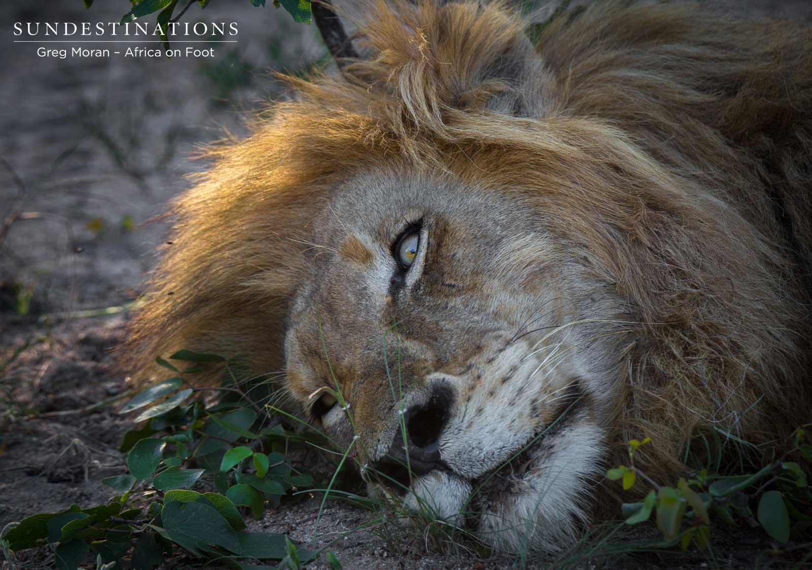 Duma Africa On Foot Duma Africa On Foot