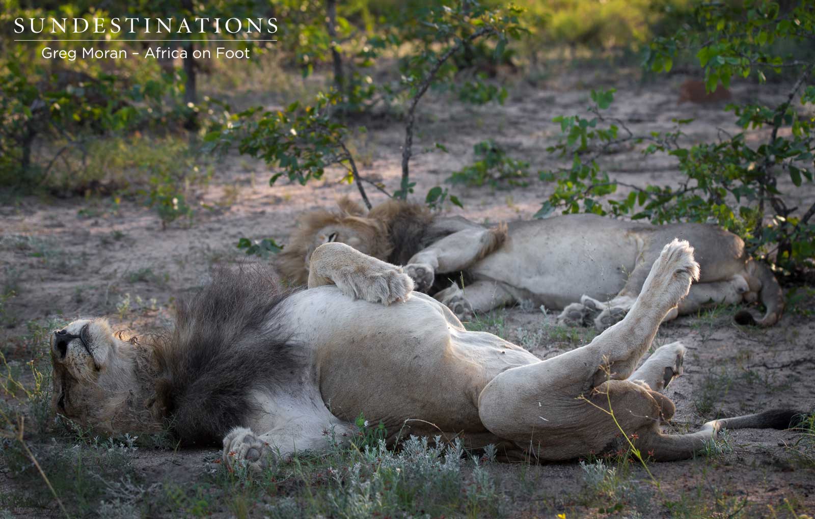 Duma Mabande Africa On Foot Duma Mabande Africa On Foot