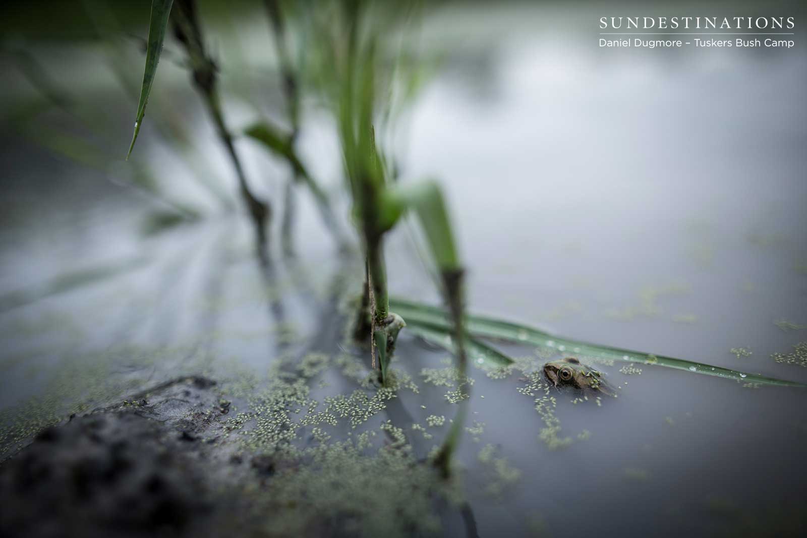 Little Nxai Pan Bullfrog Little Nxai Pan Bullfrog