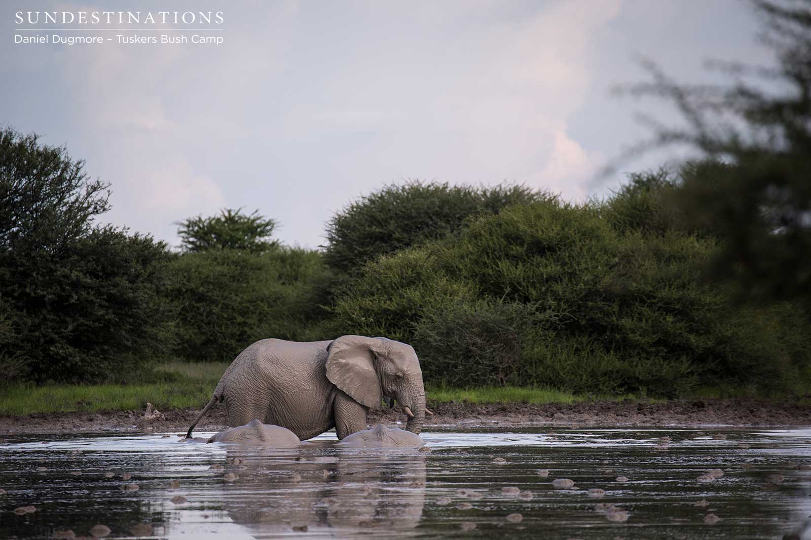 Little Nxai Eleohant Little Nxai Eleohant