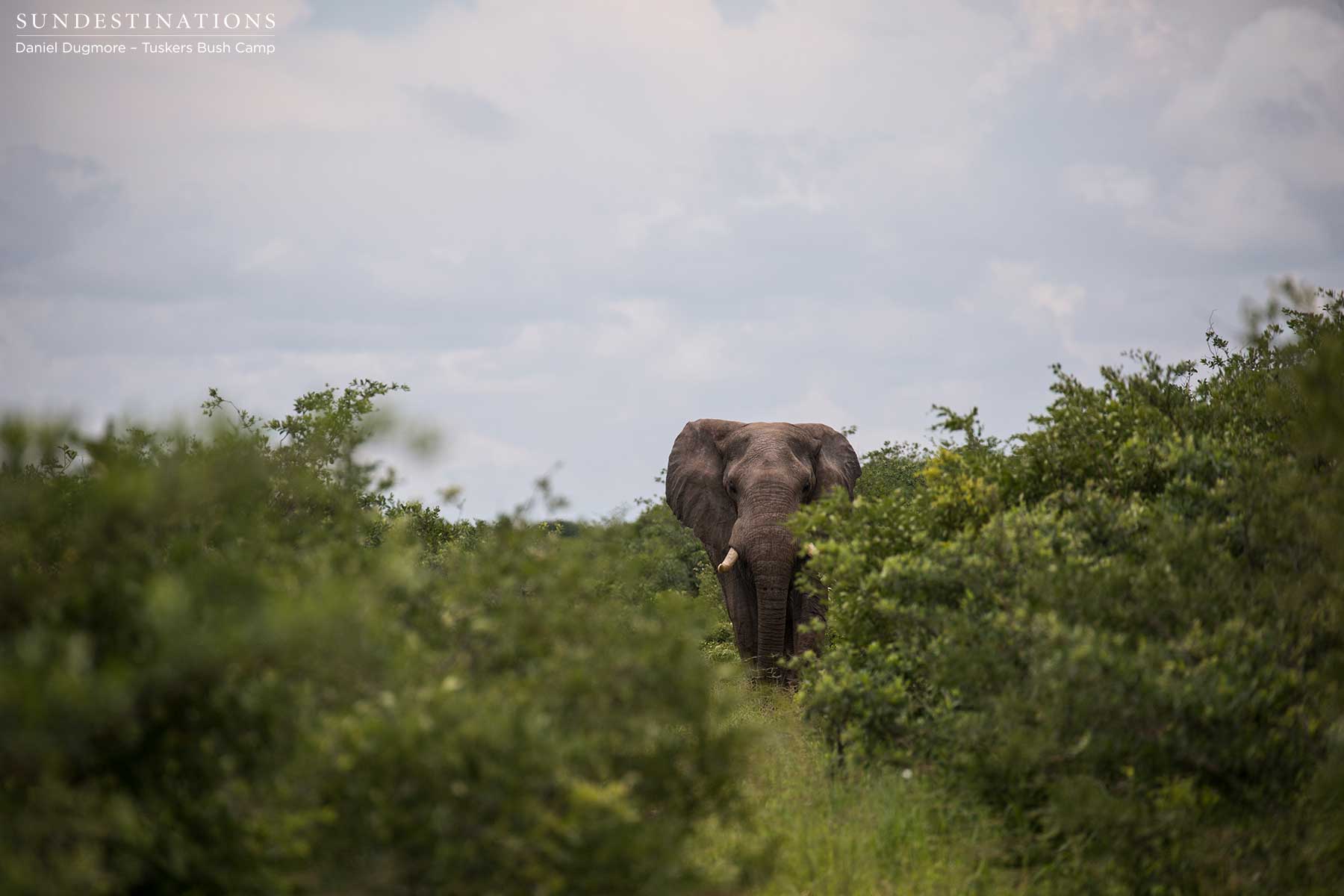 Little Nxai Pan Wildlife Little Nxai Pan Wildlife