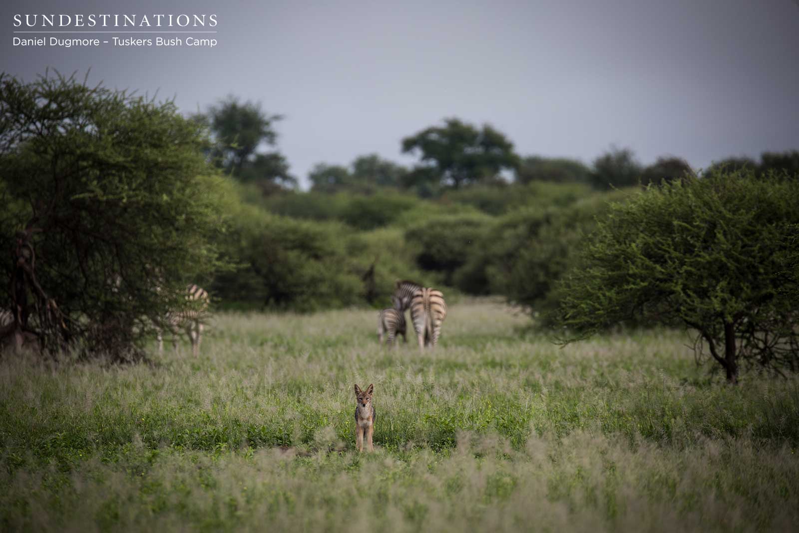 Little Nxai Jackal Little Nxai Jackal