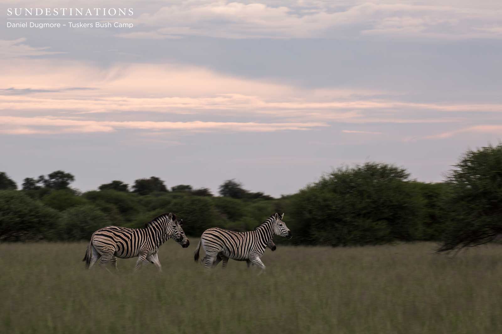 Little Nxai Pan Zebra Herd Little Nxai Pan Zebra Herd