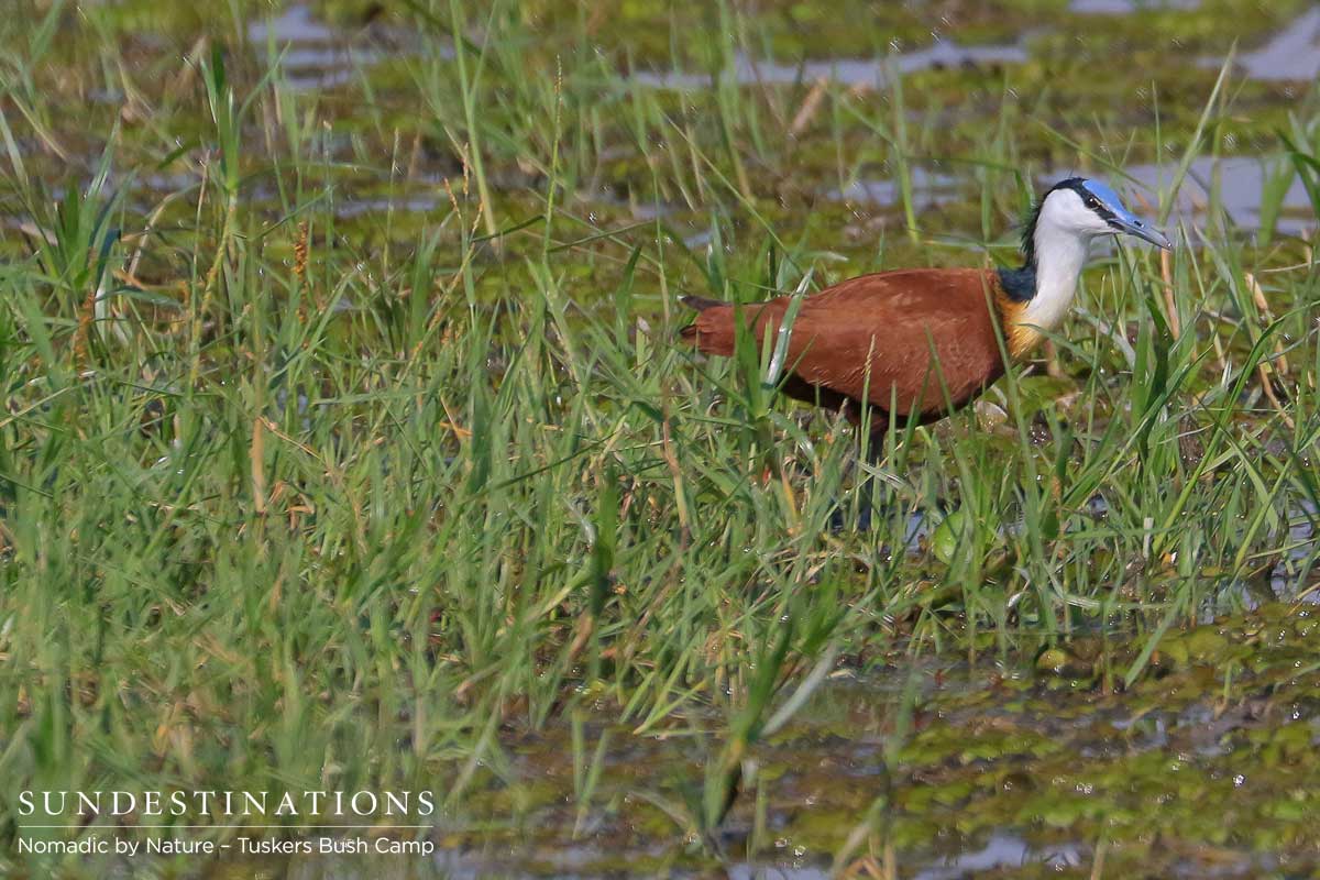 African Jacana Tuskers African Jacana Tuskers