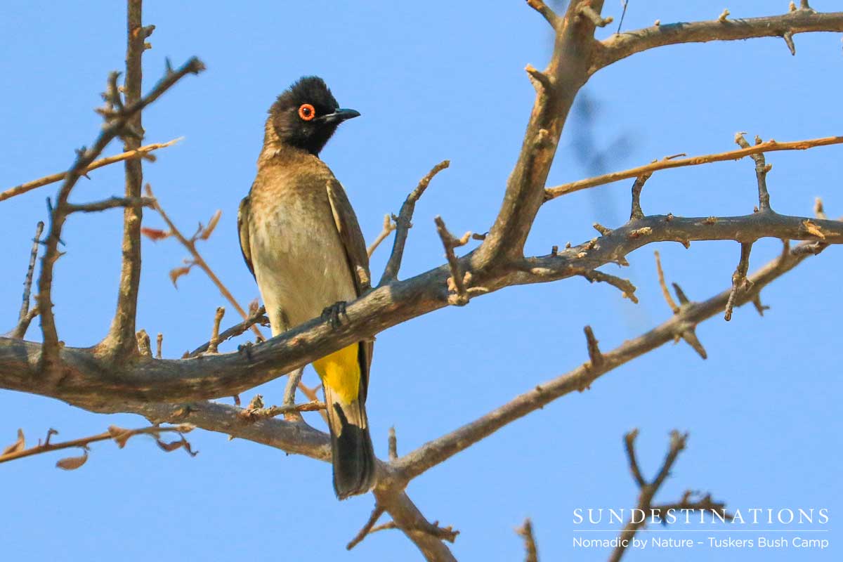 African Red-Eyed Bulbul African Red-Eyed Bulbul