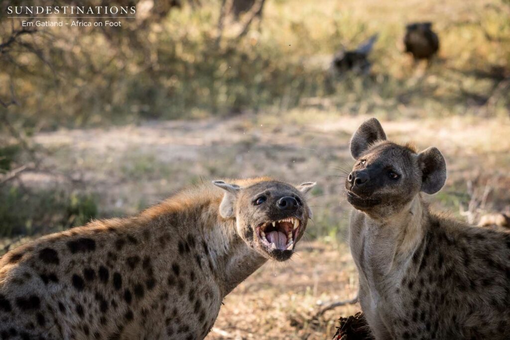 Arguments between hyenas Arguments between hyenas