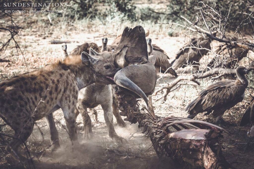 Hyenas team up to drag the remaining carcass away from the vultures Hyenas team up to drag the remaining carcass away from the vultures