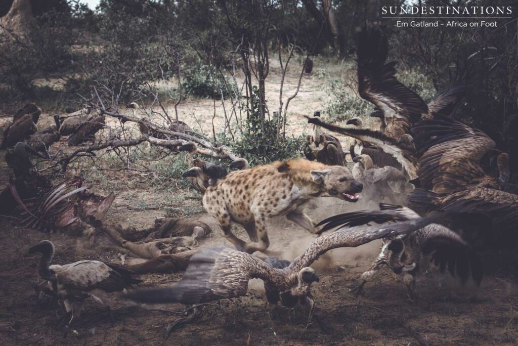 Hyenas and vultures take over lion kill Hyenas and vultures take over lion kill