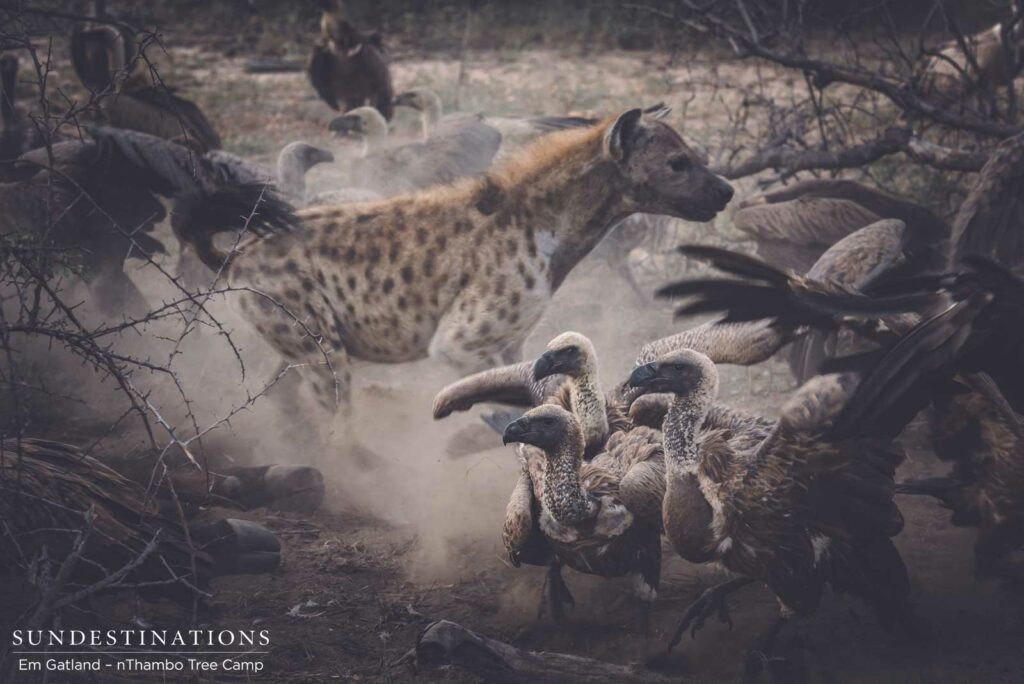 Hyenas charge in, fighting with the vultures to get a share of the carcass Hyenas charge in, fighting with the vultures to get a share of the carcass