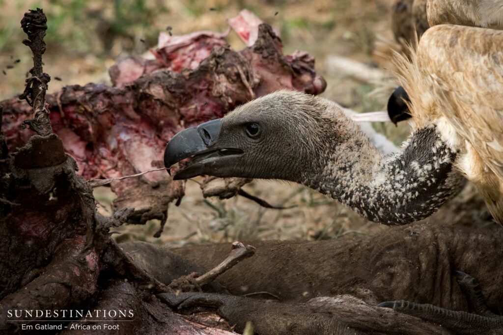 Vultures digging in to the carcass Vultures digging in to the carcass