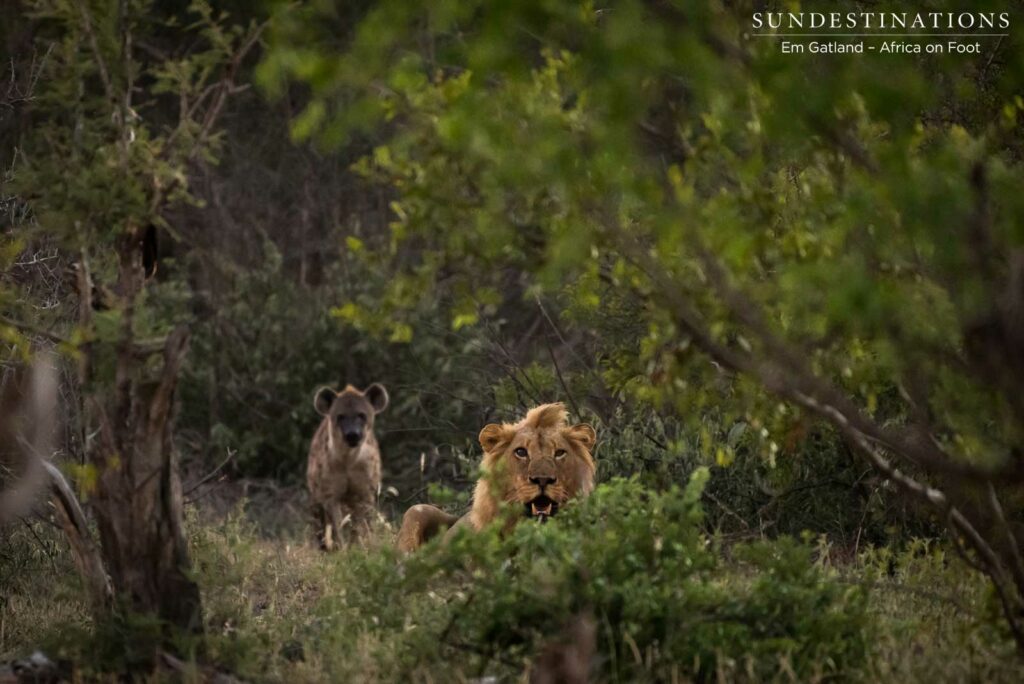 Hyenas lurk in the background, pressuring the lions to give up their kill Hyenas lurk in the background, pressuring the lions to give up their kill