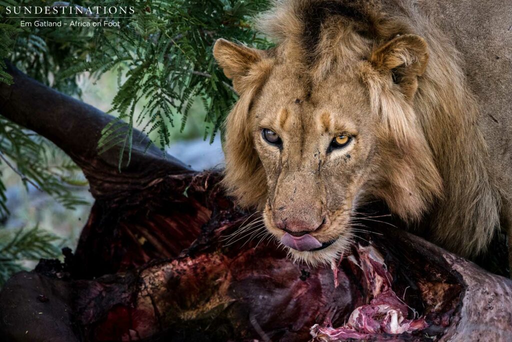 Mapoza male on his buffalo kill Mapoza male on his buffalo kill