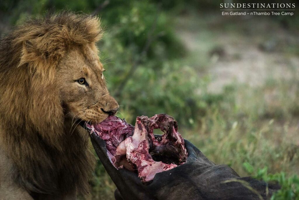 Mapoza male on his buffalo kill Mapoza male on his buffalo kill