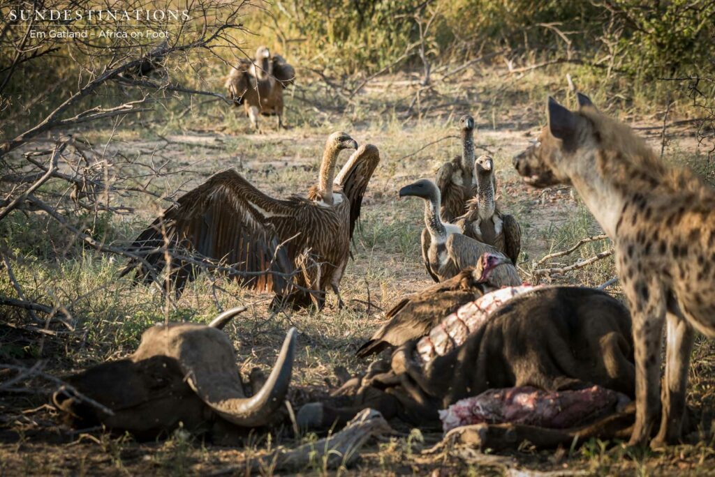 Hyenas and vultures move in as the lions leave the carcass Hyenas and vultures move in as the lions leave the carcass