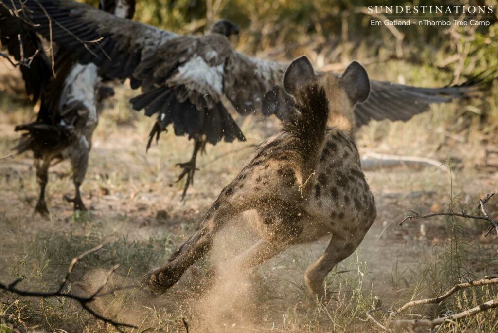 Hyenas chasing the vultures away from the carcass Hyenas chasing the vultures away from the carcass