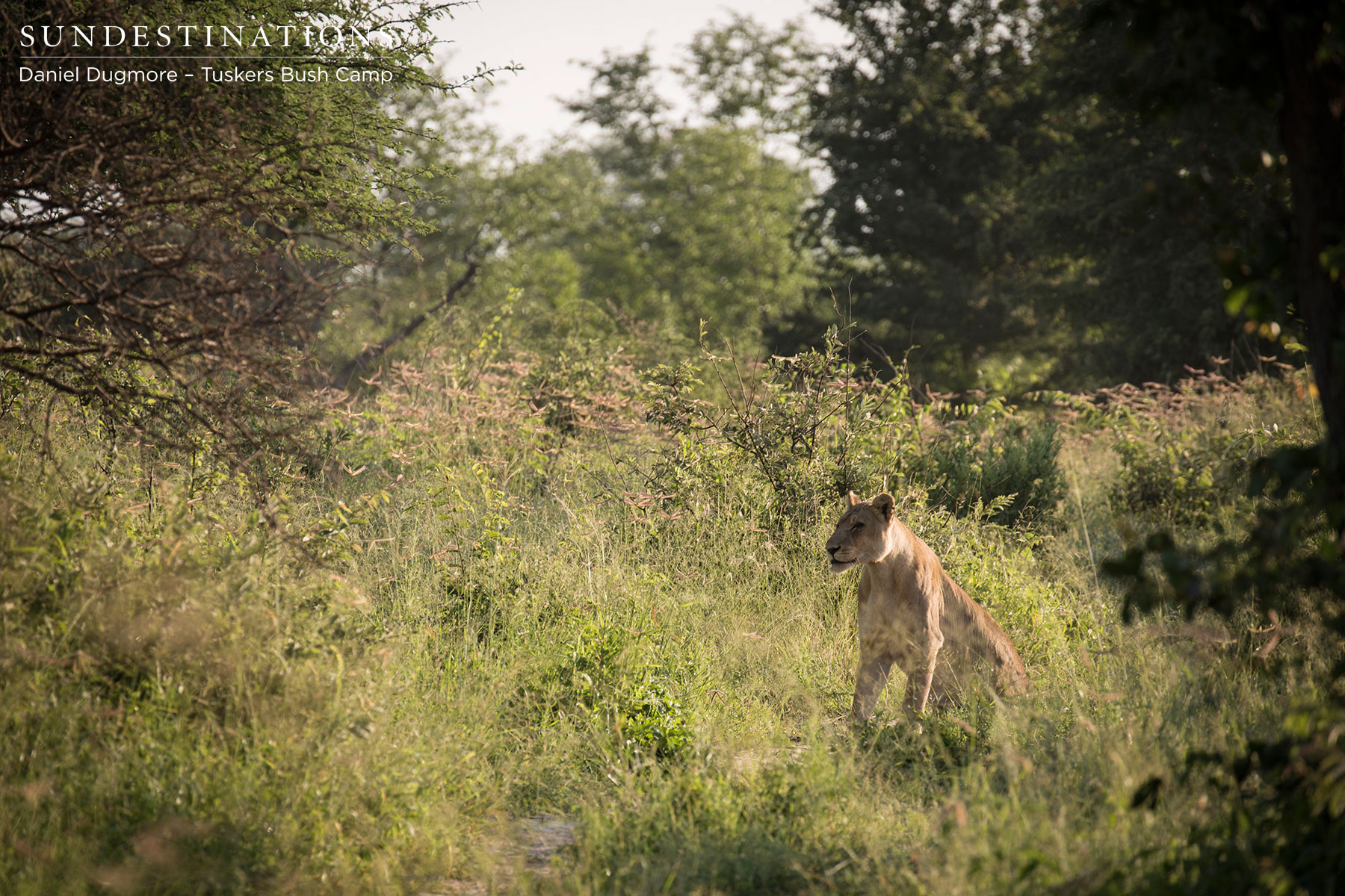 Elephant Close to Lioness Elephant Close to Lioness