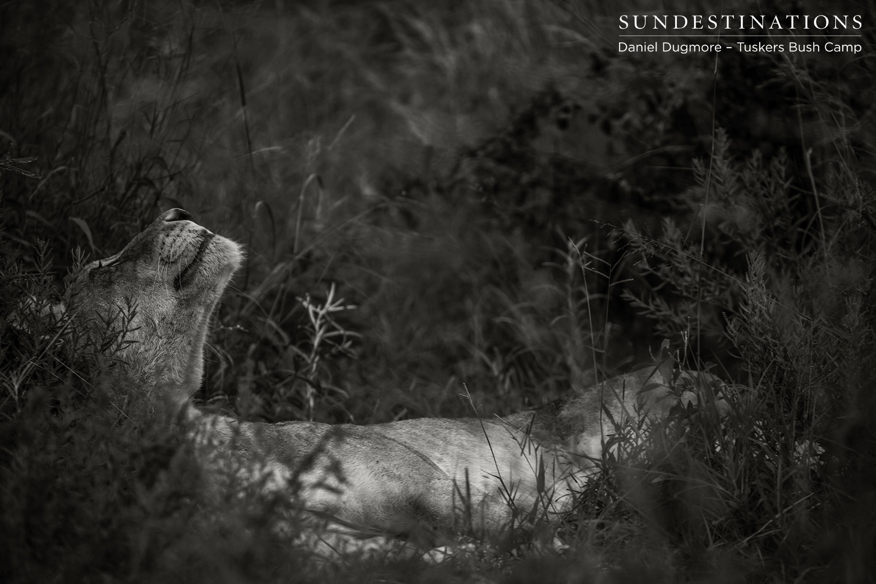 Tuskers Lioness Grass Tuskers Lioness Grass