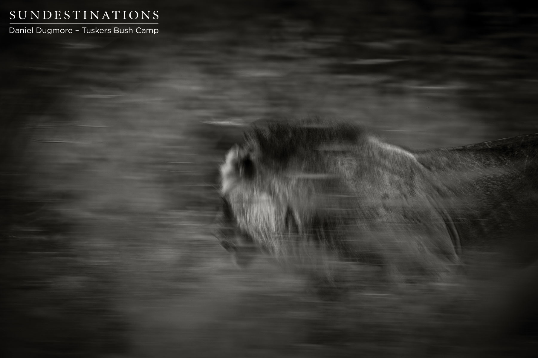 Tuskers Male Lion Tuskers Male Lion