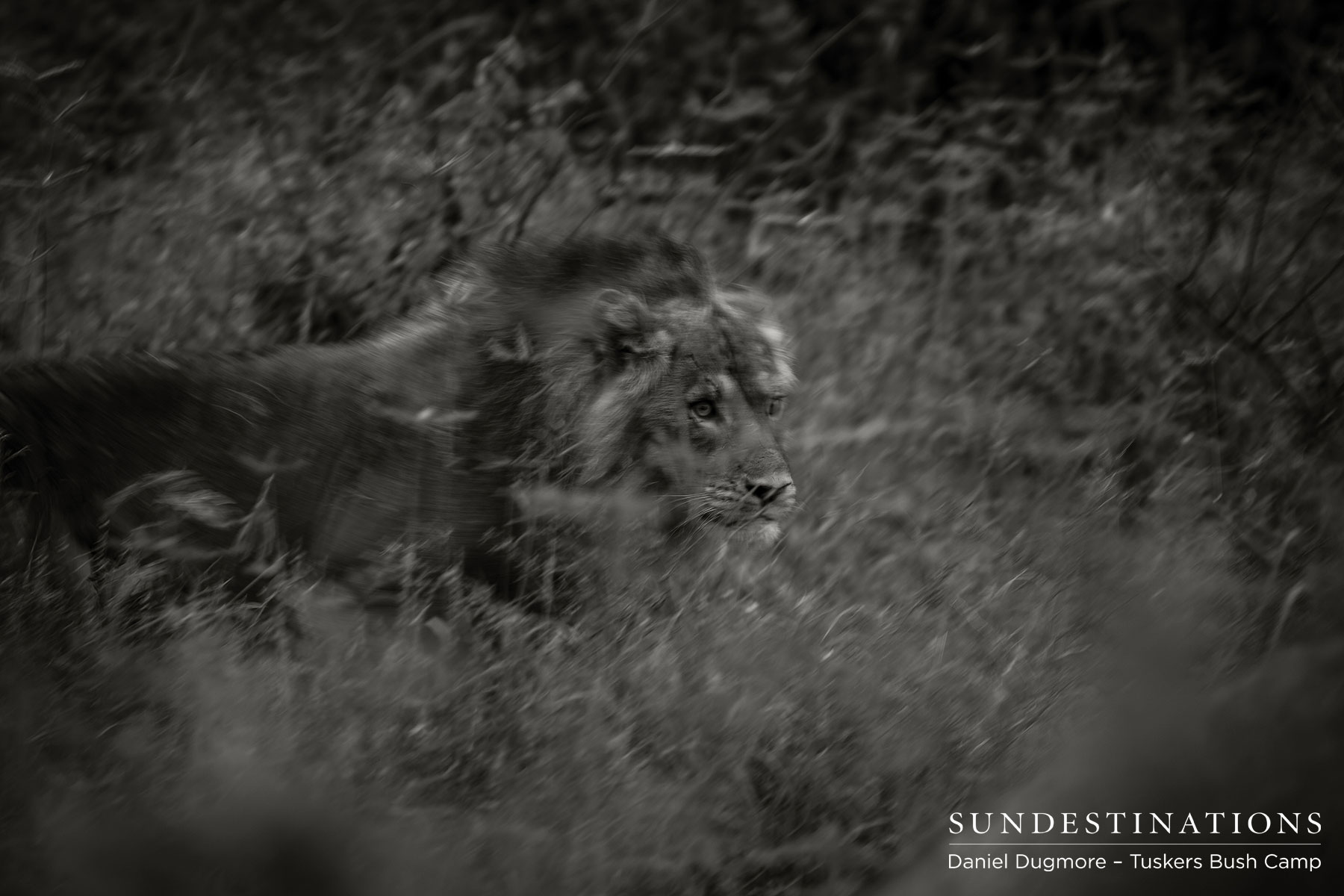Tuskers Male Lion in Motion Tuskers Male Lion in Motion
