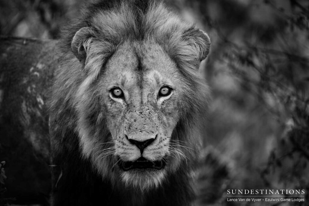 A fiery glare from the king of beasts stops us in our tracks A fiery glare from the king of beasts stops us in our tracks