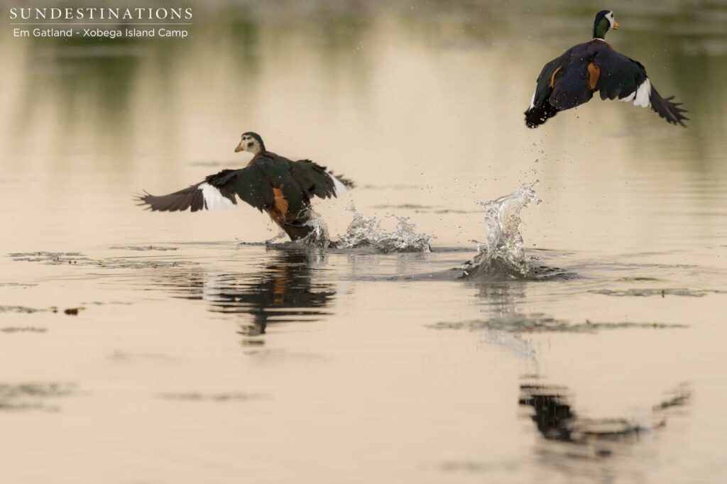 A pair of pygmy geese makes a quick getaway launching themselves from the otherwise tranquil waters A pair of pygmy geese makes a quick getaway launching themselves from the otherwise tranquil waters