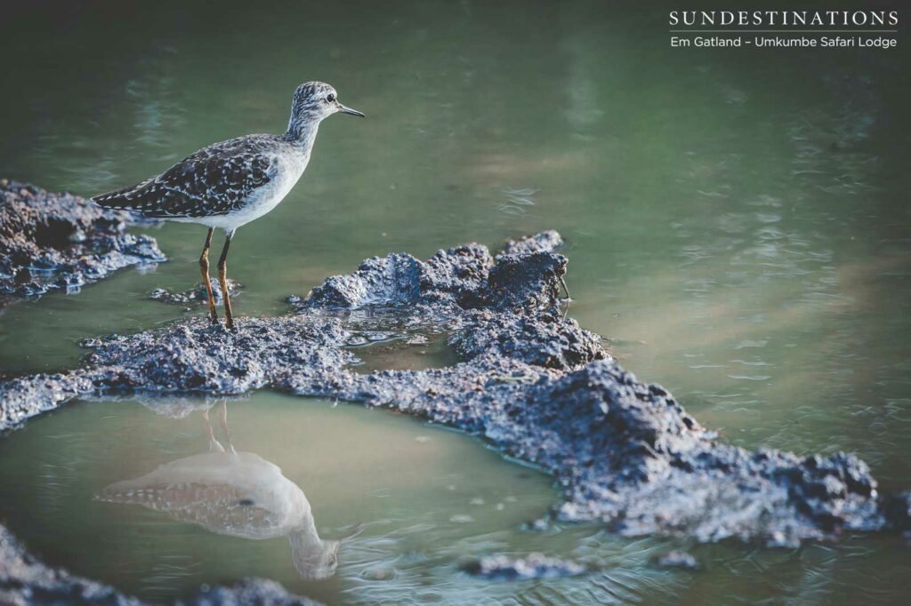 A wood sandpiper at a mud wallow, contemplating its next move A wood sandpiper at a mud wallow, contemplating its next move