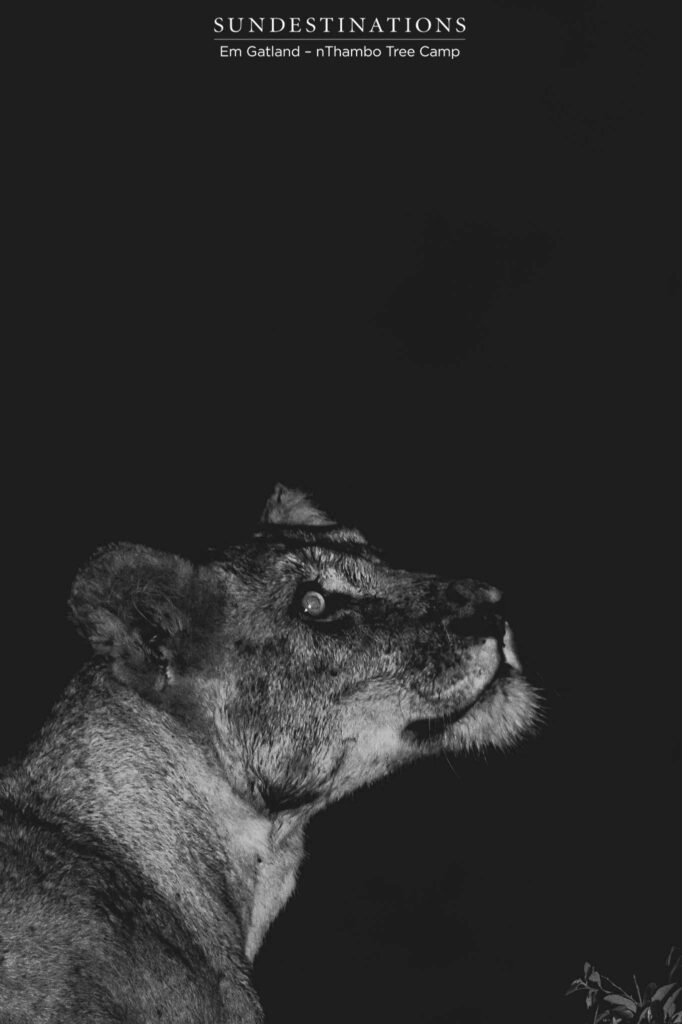 Alert in the darkness - Africa's apex predators rule the night Alert in the darkness - Africa's apex predators rule the night