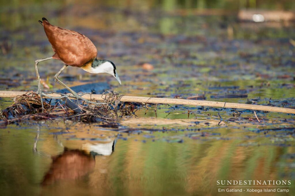 An African jacana bows down to meet its reflection in the Okavango waterways An African jacana bows down to meet its reflection in the Okavango waterways