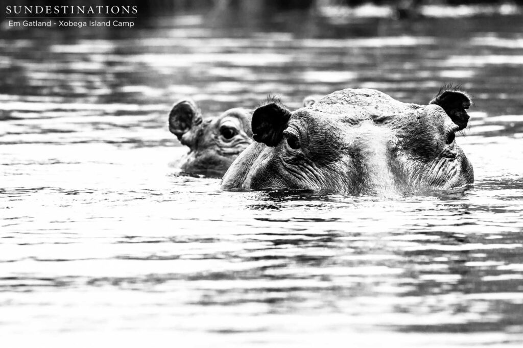 Beady eyes in black and white - several tonnes of hippo lurking beneath the Delta waters Beady eyes in black and white - several tonnes of hippo lurking beneath the Delta waters