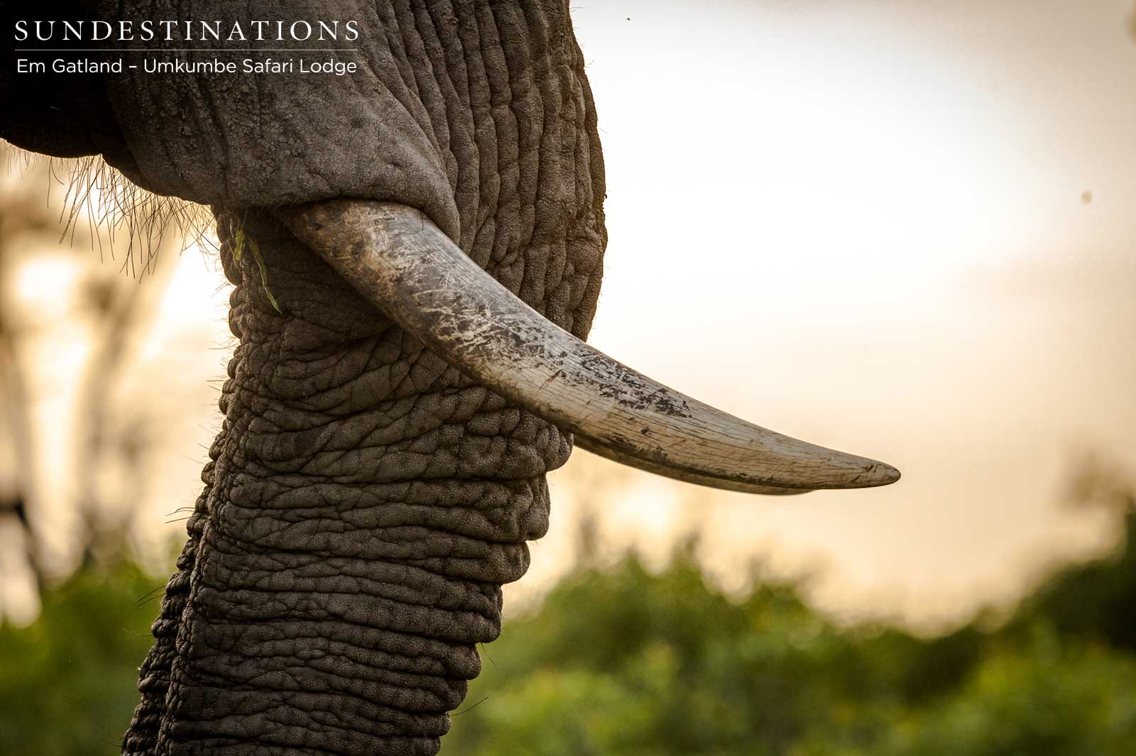 Tusk and Trunk Tusk and Trunk