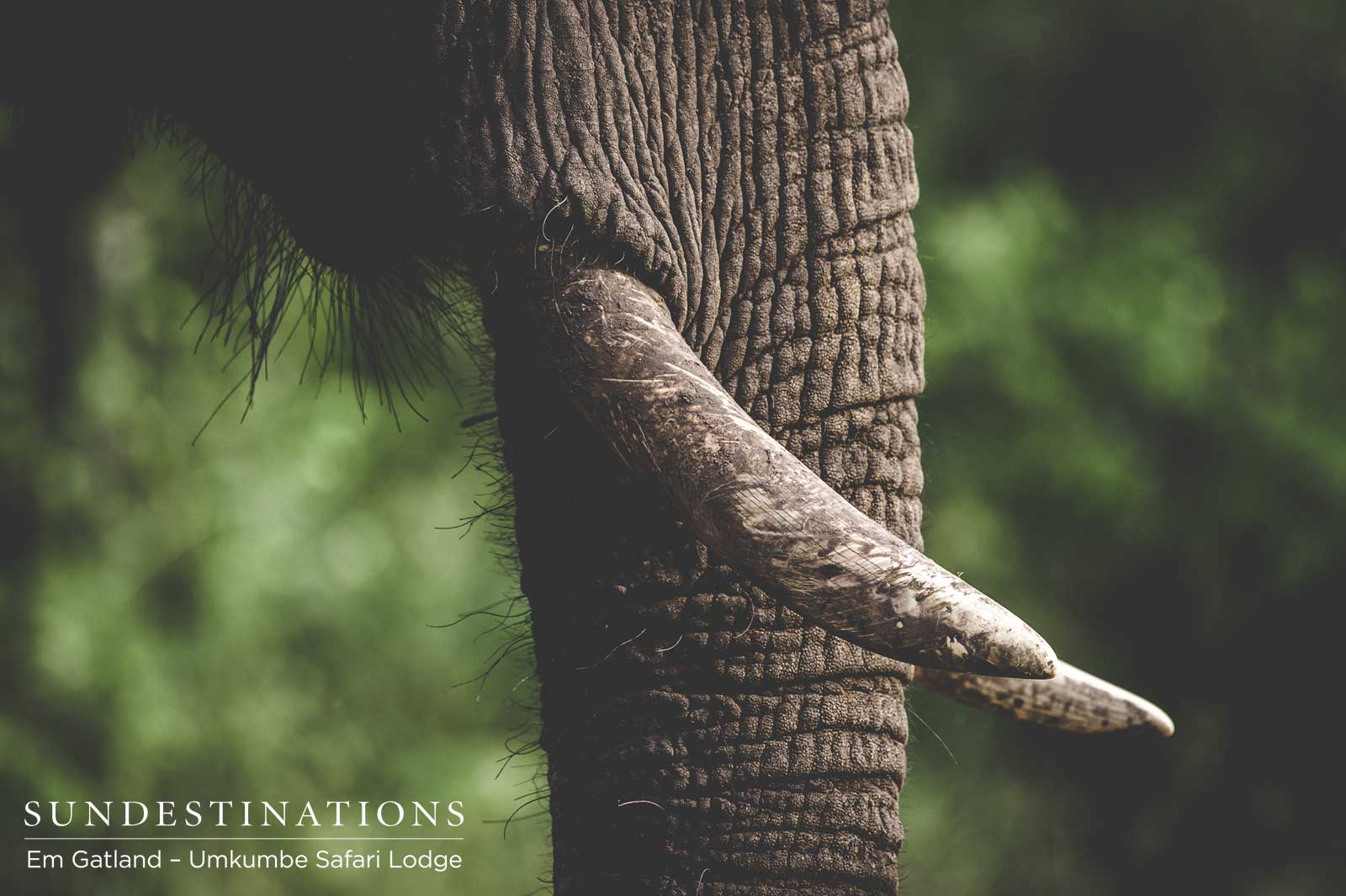 An elephant's Tusks An elephant's Tusks