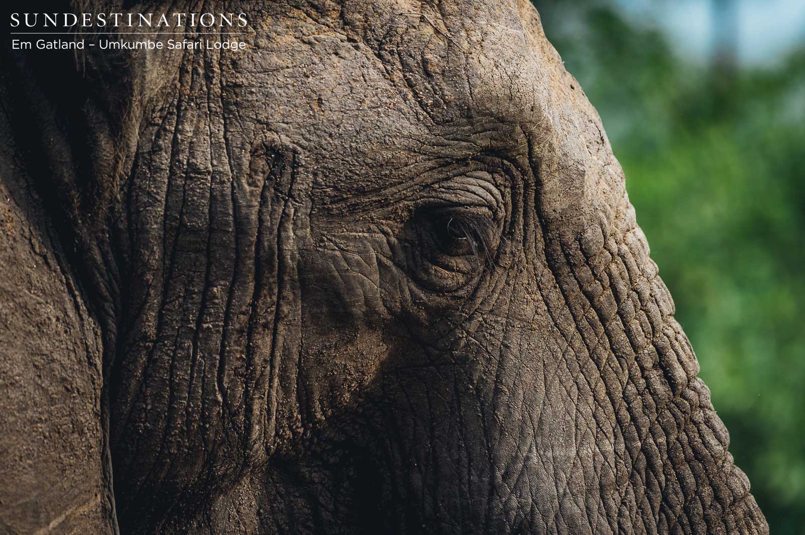 Emotional Elephant Emotional Elephant