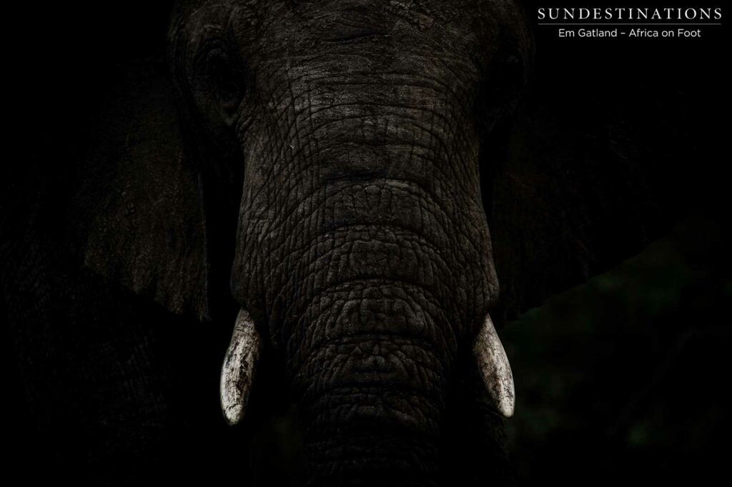 Like a light in the darkness, an African tusker emerges adorned with its ivory Like a light in the darkness, an African tusker emerges adorned with its ivory