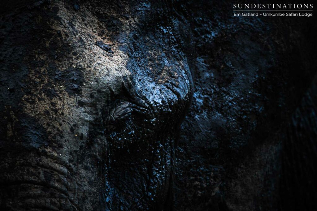 Painted leather of a mud-covered elephant Painted leather of a mud-covered elephant