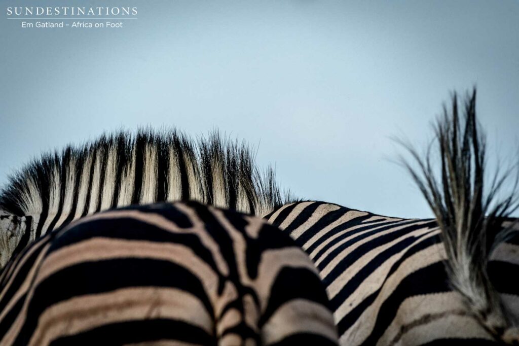 Safety in numbers - nature's life-saving optical illusions Safety in numbers - nature's life-saving optical illusions