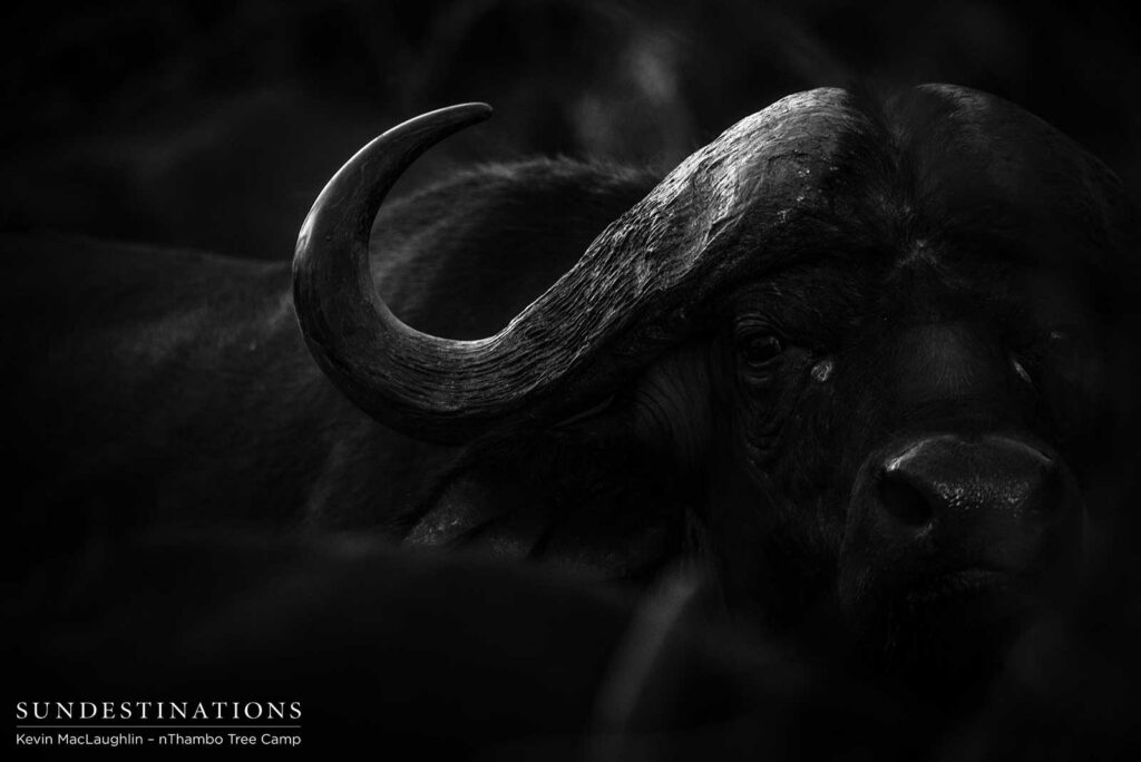 Buffalo in the shadows Buffalo in the shadows