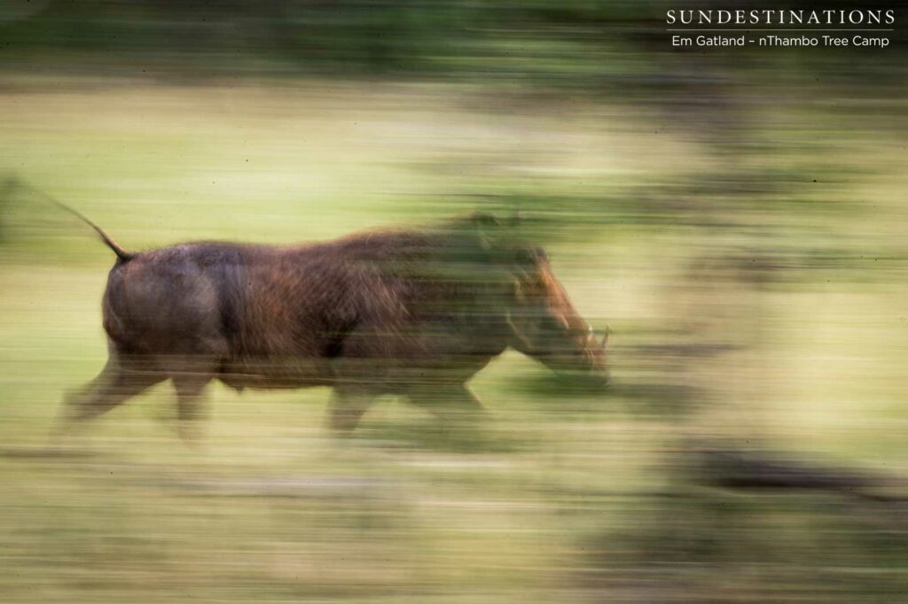 Warthog on the move Warthog on the move