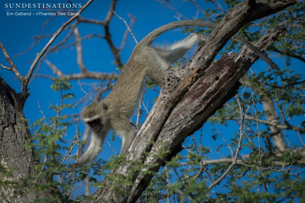 Vervet monkeys clambering in the trees Vervet monkeys clambering in the trees