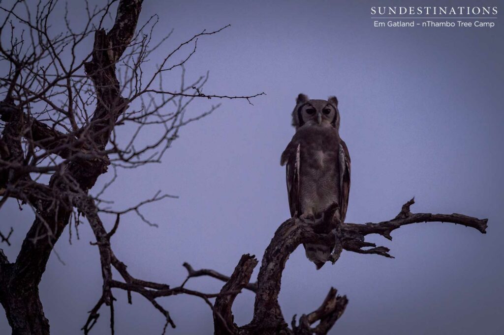 Verreaux's eagle owl at dusk Verreaux's eagle owl at dusk